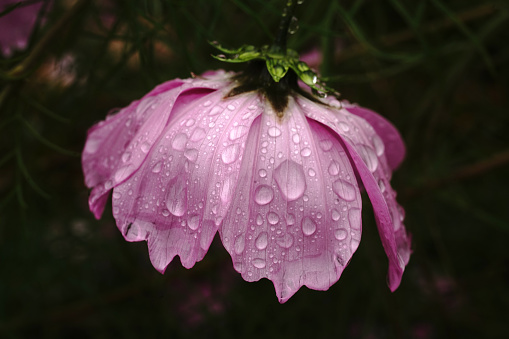 close up pink rose and drops in nature