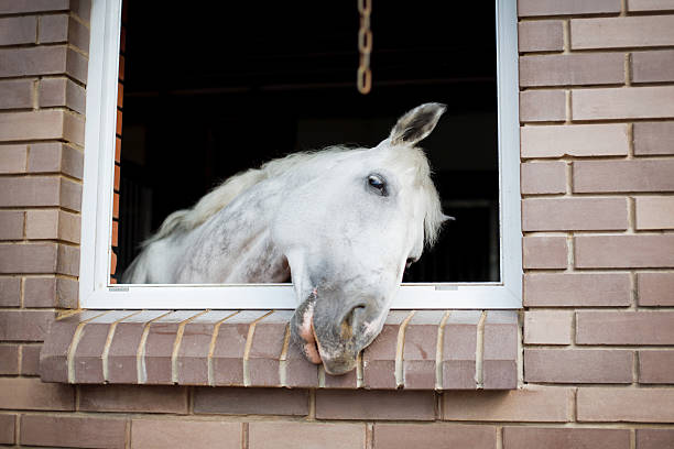 istock White horse looking from the window of a stable 185114746
