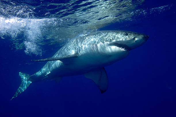 Cтоковое фото Большая белая акула