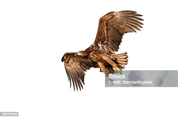 Whitetailed Eagle Stock Photo - Download Image Now - Animal Wildlife, Bird, Bird of Prey