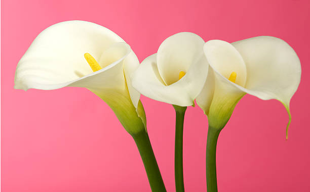 istock Calla Lily Flower Bunch with Pink Background 185115088