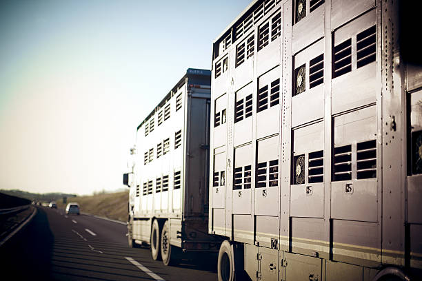 Livestock transportation stock photo