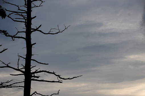 A dead tree against a darkening sky.