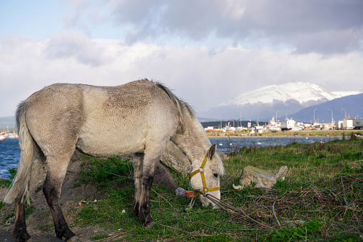 Horse in Puerto Natales