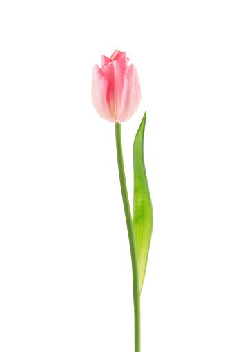 Pink tulips. Spring storytelling. International Women’s day March 8.