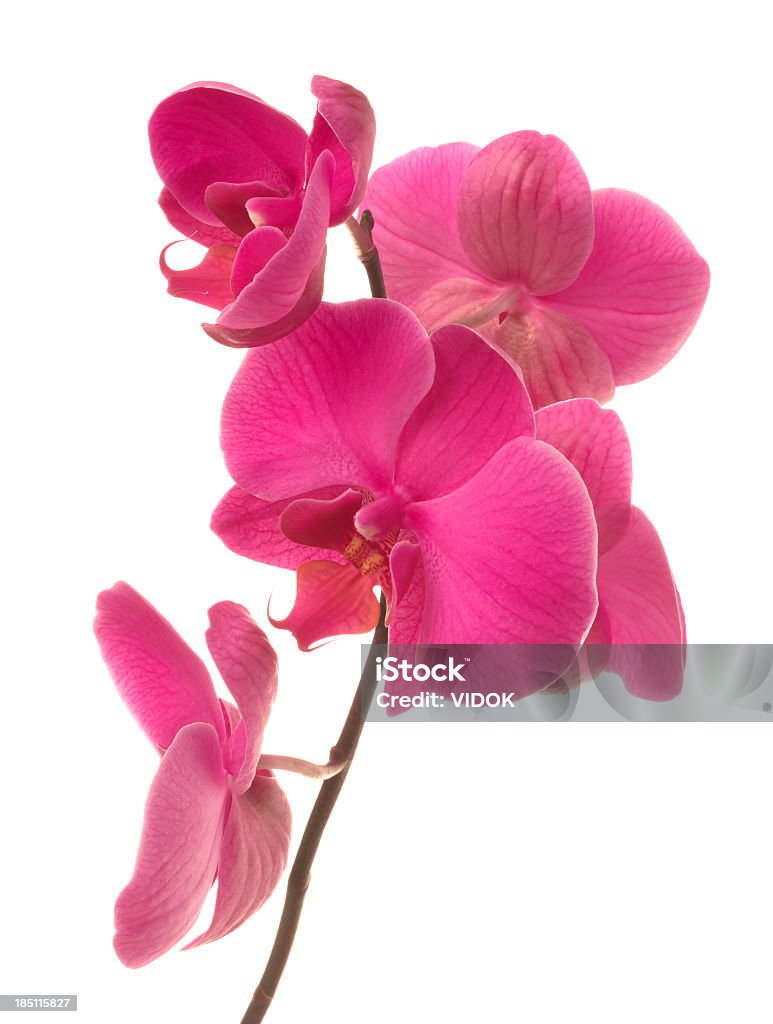 Орхидея - Стоковые фото Орхидея роялти-фри