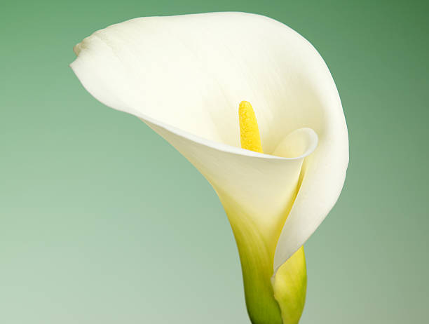 primo piano di fiore calla con sfondo verde - lily calla lily flower single flower foto e immagini stock