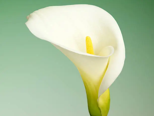 Close up of a white Calla Lily Flower on a green background.  Focus on the stamen.