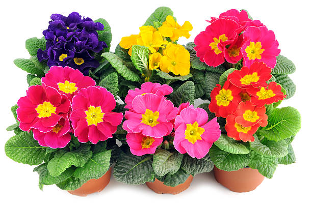 istock Group of six Primrose (Primula) on white background 185115958