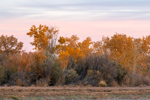 Bosque de Apache National Wildlife Reserve in Autumn, San Antonio, Socorro County, New Mexico, USA