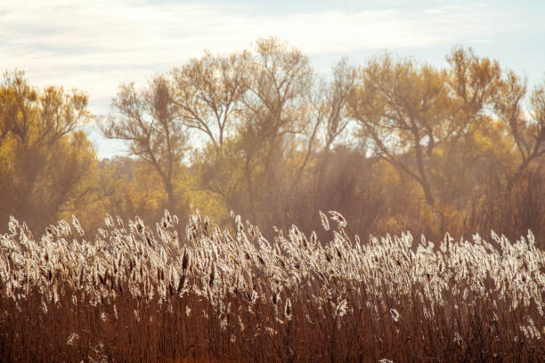 Bosque de Apache National Wildlife Reserve in Autumn, San Antonio, Socorro County, New Mexico, USA