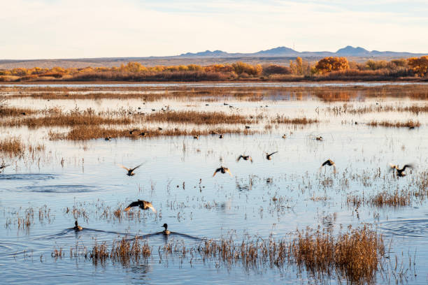 istock National Wildlife Reserve in Autumn 1851162398