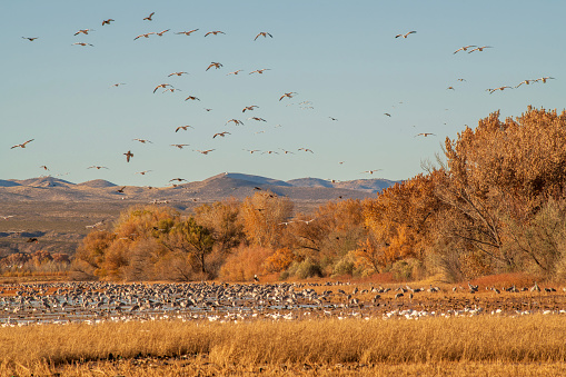 Birds at Bosque de Apache National Wildlife Reserve in Autumn, San Antonio, Socorro County, New Mexico, USA