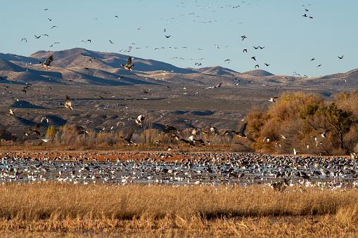 BIrds at Bosque de Apache National Wildlife Reserve in Autumn, San Antonio, Socorro County, New Mexico, USA