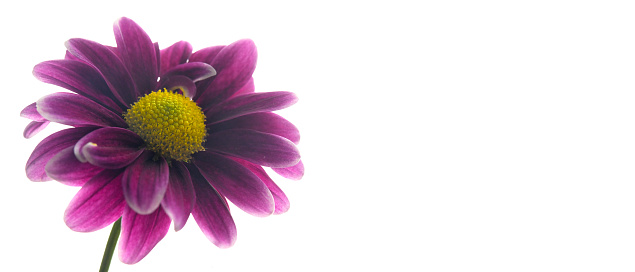 A single purple flower with a yellow center on a white, overexposed background.