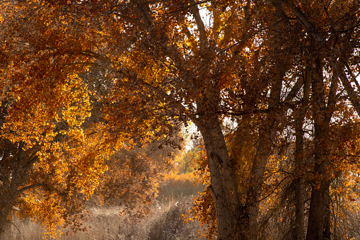 Trees at Bosque de Apache National Wildlife Refuge in Autumn, San Antonio, Socorro County, New Mexico, USA