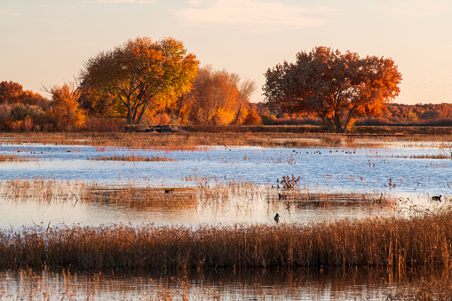 Bosque de Apache National Wildlife Refuge in Autumn, San Antonio, Socorro County, New Mexico, USA