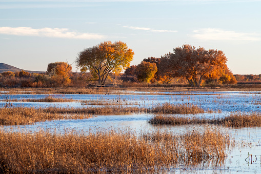 Bosque de Apache National Wildlife Refuge in Autumn, San Antonio, Socorro County, New Mexico, USA