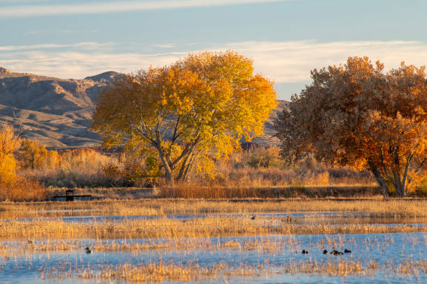 istock Autumn scenery of Bosque de Apache Wildlife Reserve at Sunrise 1851163488