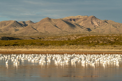 Birds in pond at Bosque de Apache National Wildlife Reserve in Autumn, San Antonio, Socorro County, New Mexico, USA