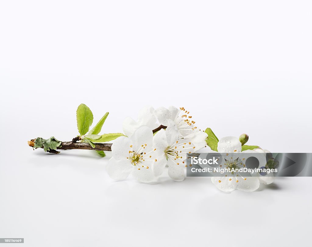 Fresh Cherry Blossom Sprig - XXXL "Perfect white cherry blossoms, fresh with dew, on a lichen covered twig.    High resolution image." Flower Stock Photo