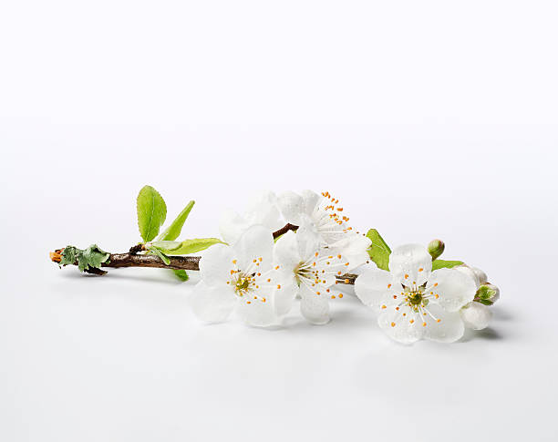 Fresh Cherry Blossom Sprig - XXXL "Perfect white cherry blossoms, fresh with dew, on a lichen covered twig.    High resolution image." plum blossom stock pictures, royalty-free photos & images