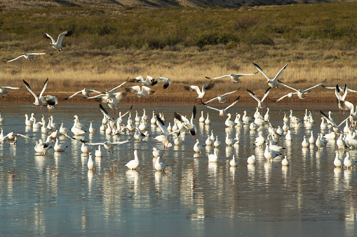 BIrds in pond at Bosque de Apache National Wildlife Reserve in Autumn, San Antonio, Socorro County, New Mexico, USA