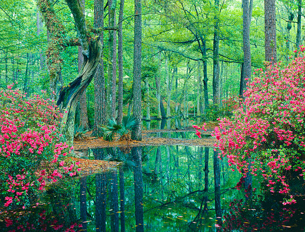 The mist rises around a public garden in South Carolina as flowers and Cypress trees are reflected in the swamp water.