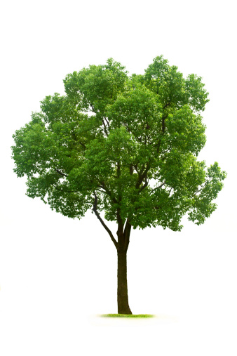 Green tree isolated on white background