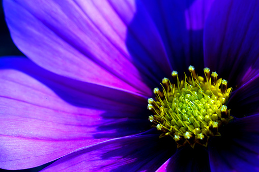 A somewhat edgy looking image of a purple daisy. This isn't your grandmother's daisy. Although, I don't actually know your grandmother,  so maybe this is right up her alley. My apologies if I messed with your Grandmother's street cred.