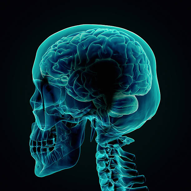 인간의 뇌 x-레이 주말뿐이라도 - parietal lobe 뉴스 사진 이미지