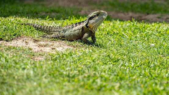 Sunbathing Iguana Lizard in Australia