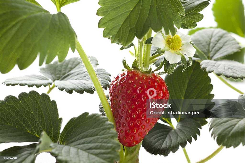 Fresas - Foto de stock de Fresa libre de derechos