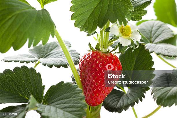 Fresas Foto de stock y más banco de imágenes de Fresa - Fresa, Flora, Fondo blanco