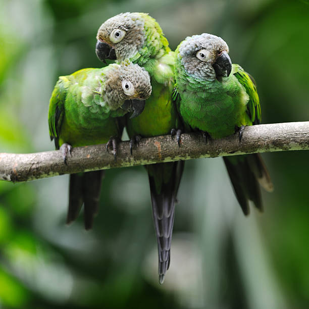 Green Parakeet Parrots Snuggling Green Parakeet Parrots Snuggling. Nikon D3X. Converted from RAW. Shallow focus. Ambient light. green parakeet stock pictures, royalty-free photos & images