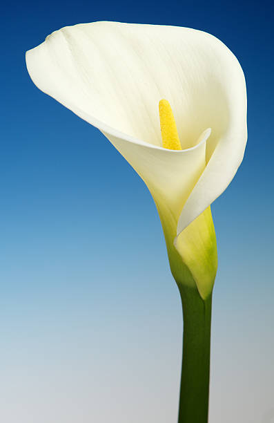 istock Calla Lily Flower with Blue Background 185116859