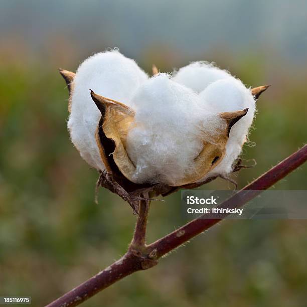 Photo libre de droit de En Coton banque d'images et plus d'images libres de droit de Cotonnier - Cotonnier, Coton, Coton hydrophile