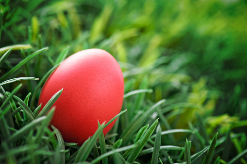 Red easter egg in green grass with copyspace