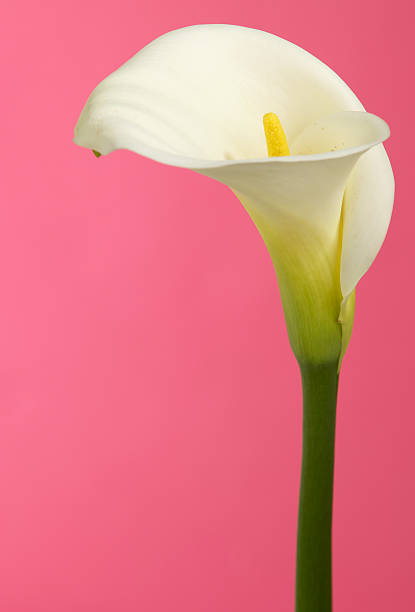 istock Calla Lily Flower with Pink Background and Copy Space 185117123
