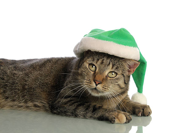 istock Tabby cat with green santa hat isolated on white 185117228