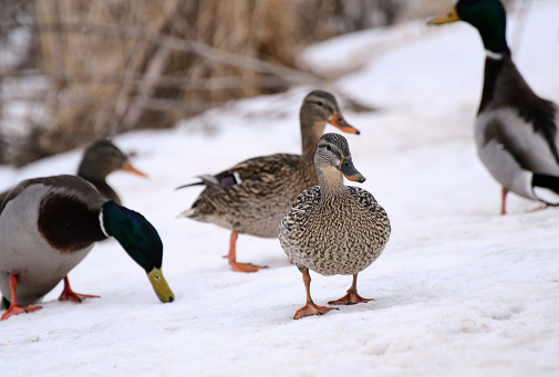 Female Mallard duck on snow.