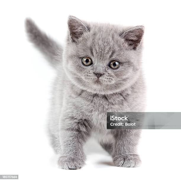 Britische Shorthair Katzenjunges Stockfoto und mehr Bilder von Katzenjunges - Katzenjunges, Britisch Kurzhaar, Weißer Hintergrund