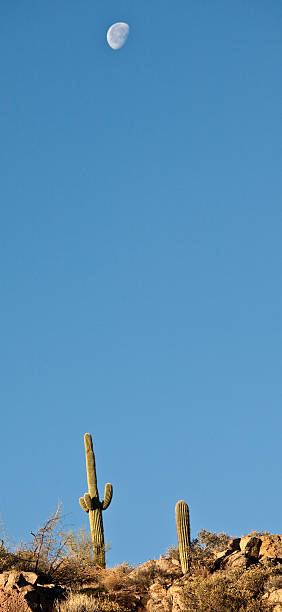 istock Saguaro Cactus in the Desert 185117714