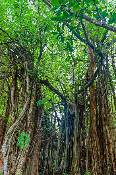istock Pigeon Island National Park, St. Lucia 185117828