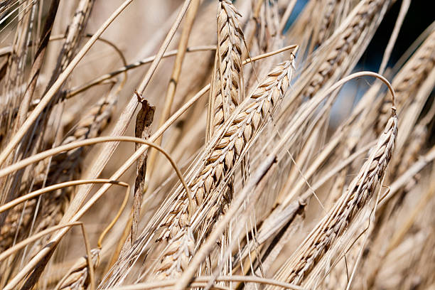 위트 - wheat whole wheat close up corn on the cob 뉴스 사진 이미지
