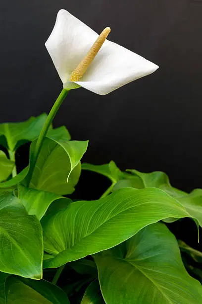 Still life of a Callalily bloom against a black background