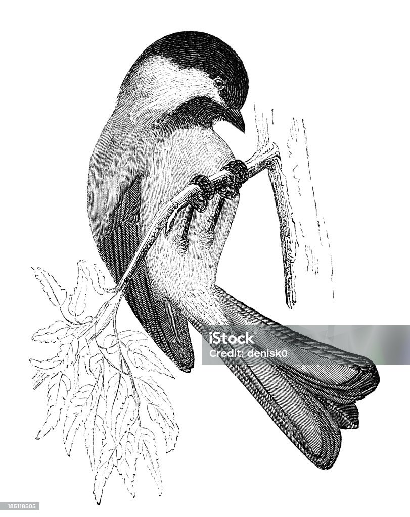 Black-capped Chickadee "The Black-capped Chickadee (Poecile atricapillus) is a small, North American songbird, a passerine bird in the tit family Paridae. Illustration was published in 1870" Animal stock illustration