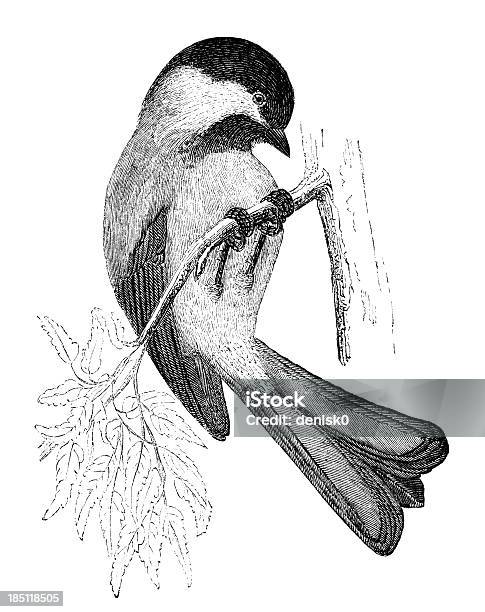 Blackcapped Chickadee Stock Illustration - Download Image Now - Animal, Bird, Black-Capped Chickadee