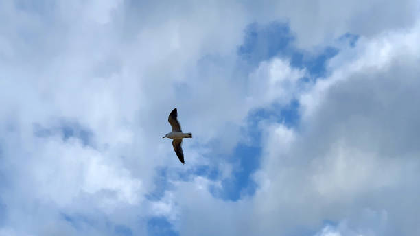istock A photo looking from below at seagulls flying in the cloudy blue sky 1851185246