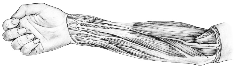 Forearm Rotation Tendon Forearm Muscles And Tendons Stock Illustration - Download Image Now ...
